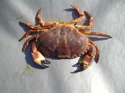 Arthropods_crab.jpg