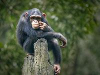 šimpanze.jpg