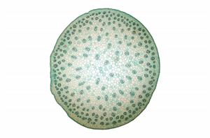 shutterstock_544827526_divdigllapu_stublajs_2.jpg