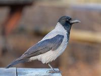 shutterstock_2263361697_crow_vārna.jpg