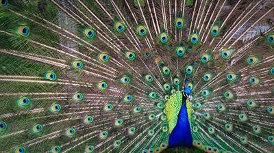 peacock-pix.jpg