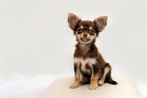 chihuahua-2945855_1920.jpg