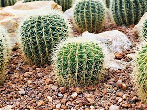 Shutterstock_2278140347_cactus_kaktuss.jpg