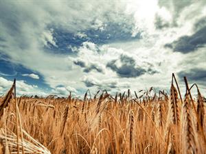 Shutterstock_1774166006_summer_vasara.jpg