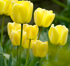 tulip-flower-wallpaper-hd-4-Tulip-Flower-Wallpaper-free-download.png