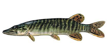 lidaka.png