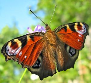 acainais_raibenis_130710.jpg