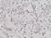 Shutterstock_666741562_yeast cells_rauga šūnas (1).jpg