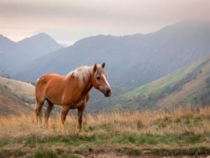 Shutterstock_2475172653_horse_zirgs.jpg