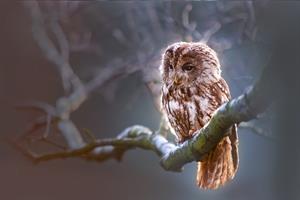 owl-pix.jpg