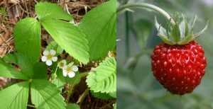 large-wild-strawberry-plants.png