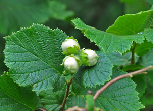 Corylus avellana.png