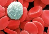 white-red-blood-cells.jpg