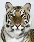 2-Jannaki-a-two-year-old-female-standard-royal-Bengal-tiger.jpg
