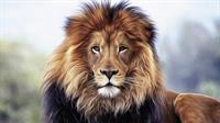 lion-5292016_1280.jpg