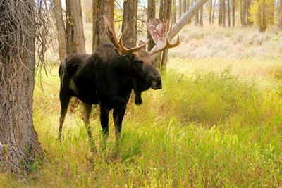 bull-moose-pix.jpg