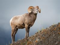 Shutterstock_701719927_ram_auns.jpg