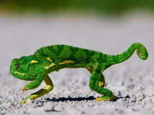 dancing_lizard.jpg
