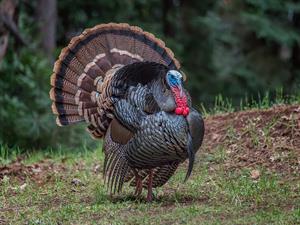 shutterstock_2014981556_turkey_tītars.jpg