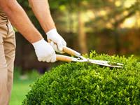 Shutterstock_447800917_trimming bush_apgriež krūmus.jpg