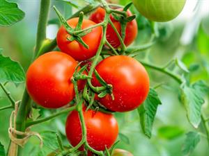 Shutterstock_2475854193_tomatoe plant_tomāta stāds.jpg