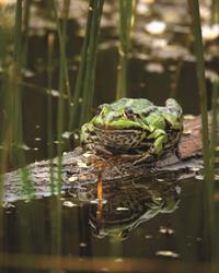 shutterstock_2513474075_varde_udeni.jpg