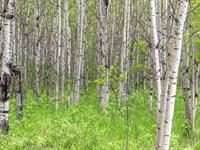 shutterstock_2477435051_birch trees_bērzi.jpg