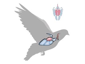Shutterstock_1104281078_bird respiratory system_putna respiratorā sistēma.jpg
