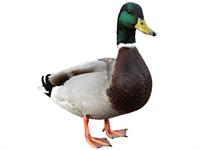 Shutterstock_170690246_duck_pīle.jpg