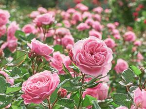 Shutterstock_1483531313_roses_rozes.jpg