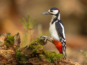 shutterstock_2482607091_woodpecker_dzenis.jpg