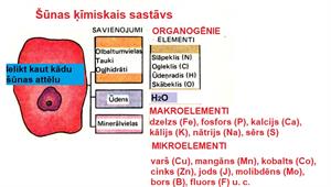 Cilvēka organisma šūnas ķīmiskais sastāvs.jpg