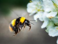 Shutterstock_1390687526_bumblebee flying_kamene lido.jpg