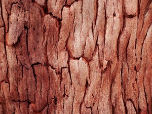 shutterstock_2499186551_tree bark_koka miza (2).jpg