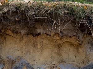 shutterstock_1191253279_layers of podzol soil_podzola augsnes slāņi.jpg