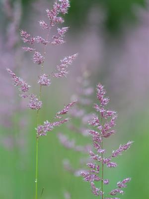 Shutterstock_1737764606_wild grass_smilga (1).jpg