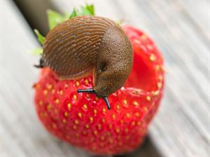 Shutterstock_1761802097_slug_gliemis.jpg
