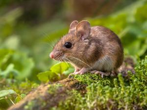 shutterstock_250802287.jpg