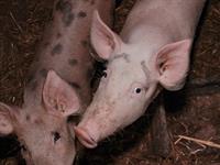 shutterstock_2457496419_pig_cūka.jpg