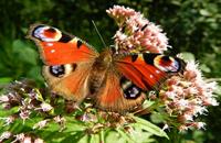 butterfly-orange.jpg