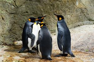 king-penguins-384252_960_720.jpg