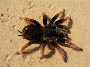 tarantula-pix.jpg