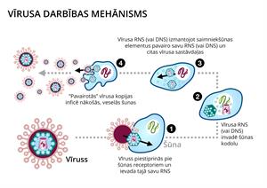 YCUZD_240207_6016_vīrusa darbības mehānisms.jpg