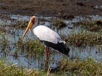 shutterstock_2500064423_stork_stārķis.jpg