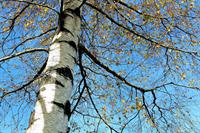 tree-2900267_1920.jpg