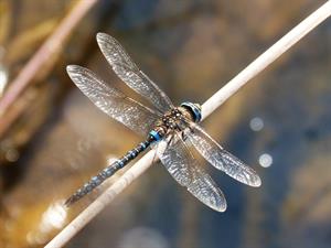 dragonfly-g40d48accc_1920.jpg