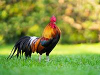 5_Shutterstock_1581827044_rooster_gailis.jpg