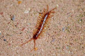 centipedes-pix.jpg
