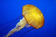 Jelly_cc11.png