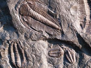 Shutterstock_386682988_fossils_fosilijas.jpg
